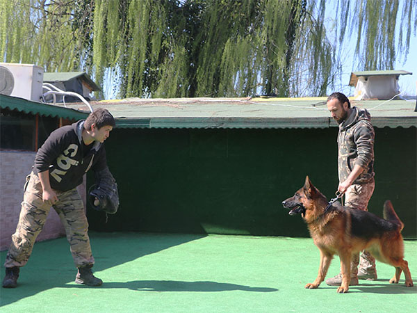 alman kurdu köpek bodyguard ve alan koruma eğitimi