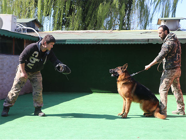 alman kurdu köpek bodyguard ve alan koruma eğitimi