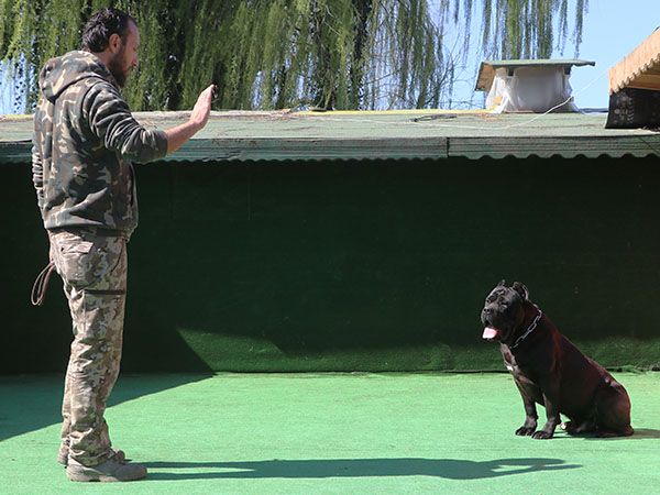 köpek ileri itaat eğitimi