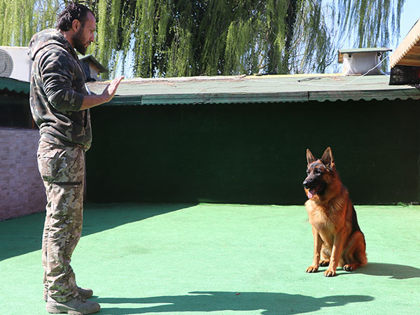 alman kurdu köpek ileri itaat eğitimi