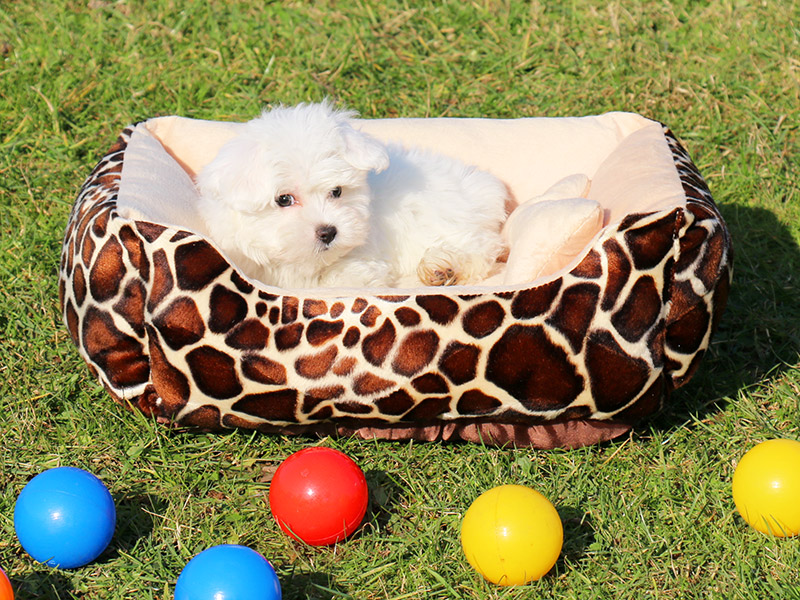 köpek pansiyonu maltese