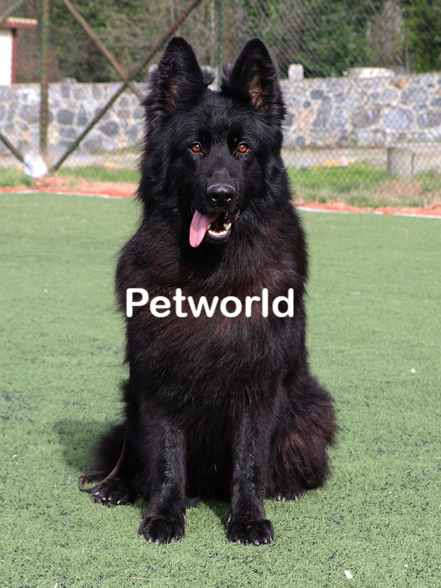 uzun tüylü ingiliz köpeği