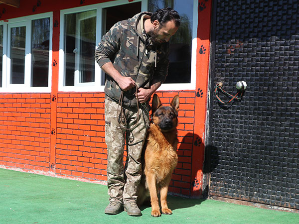 alman kurdu köpek temel itaat eğitimi