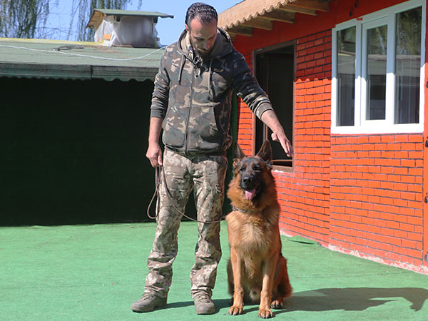 alman kurdu köpek temel itaat eğitimi