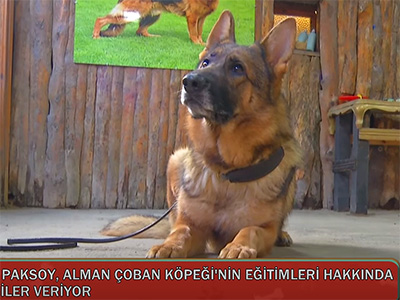 Alman Kurdu eğitimleri, temel, ileri ve bodyguard eğitimleri