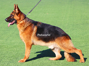 Tobi von Petworld Alan Koruma ve Bodyguard Eğitimi