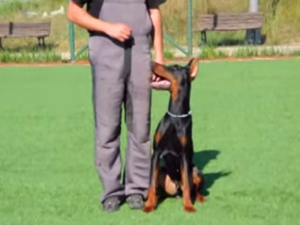 Kıvanç Tatlıtuğ'un Doberman cinsi köpeği Pars çiftliğimizde ileri itaat eğitiminde