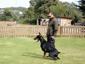 Kıvanç Tatlıtuğ'un Doberman cinsi köpeği Pars ileri itaat eğitiminde