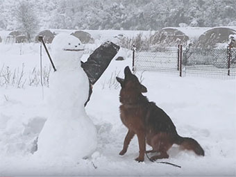 Alman Çoban Köpeği Ken Bodyguard Eğitimi