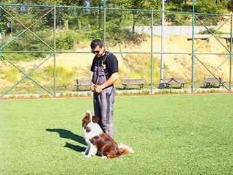 Border Collie cinsi aktör köpek Max, show ve ileri itaat eğitiminde