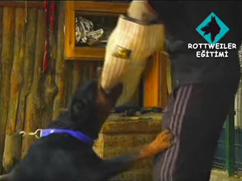 Rottweiler cinsi ile İleri İtaat ve Bodyguard Eğitimi 
