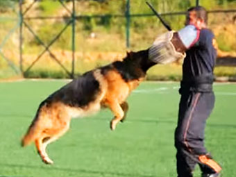 Alman Kurdu Will von Petworld bodyguard eğitiminde