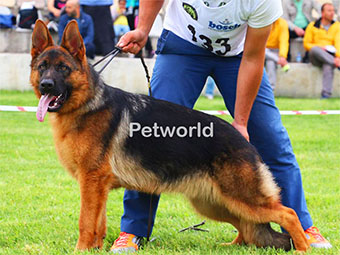 Wasco von Petworld Alan Koruma, Temel ve İleri İtaat Eğitimi